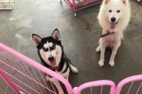 一只小沙漠耶狗多少钱？ 萨摩耶大概多少钱一只幼犬