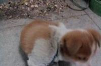 想买两只黑色中华田园犬幼犬(土狗)？ 纯黑中华田园犬多少钱一只
