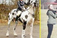 世界上体形最大的狗是什么品种? 世界上体型最大的犬是什么犬