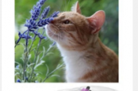 家猫的鼻子可能像高效化学分析设备一样发挥作用