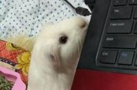 被荷兰猪咬到会怎么样？ 被荷兰猪咬出血有事吗