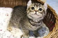 美国卷耳猫寿命多少年？ 美国卷耳猫能长多大