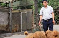 藏獒最大能长到多少斤 藏獒体型最大的有多大