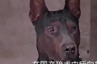 混血德牧犬怎么样？ 混血狼犬幼犬