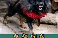 俄罗斯第一猛犬巨型犬？ 巨型鬼獒