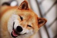 柴犬情侣头像捏脸，有谁有这个柴犬情侣头像的 柴犬最火微笑头像