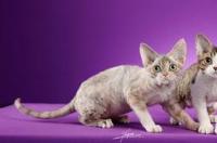4个月的德文卷毛猫每天吃几顿？ 德文卷毛猫体重