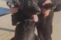 东北话狗子啥意思？ 狗狗搜索 东北话