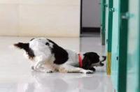 一般会选择什么品种的狗狗来当搜救犬？ 搜救犬品种介绍