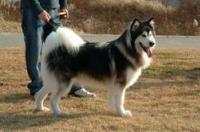 阿拉斯加犬一般能长多大？ 阿拉斯加大型犬