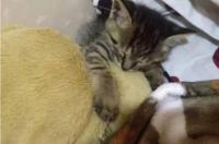为什么我家猫咪小的时候好可爱、长大了就不漂亮了呢？ 小猫咪头像呆萌大全可爱