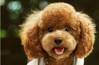 泰迪犬拉稀怎么办？ 泰迪幼犬拉稀怎么办