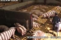 母猪的寿命是多少年？ 一头母猪的寿命是多少年