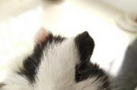 为什么荷兰猪的耳朵少了一块？ 荷兰猪多少元一小只