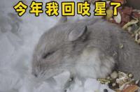 仓鼠看到同伴死去会害怕吗？ 仓鼠死了会恨主人吗