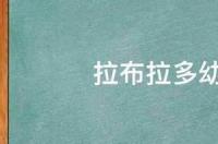 拉布拉多的喂养方法？ 小拉布拉多怎么喂养