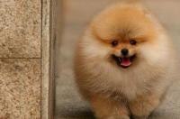 博美犬一般可长到多少斤重呢？ 博美狗狗能长多大