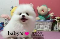 请问哈多利系博美犬跟博美犬有差别吗？ 球体哈多利博美