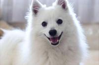 博美犬和银狐犬有什么区别？ 博美犬和银狐犬的区别