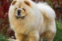 松狮能长多大？ 松狮犬可以长多大?