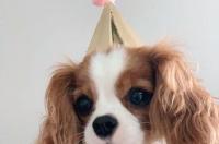 查理王成年体重？ 查理王小猎犬体重