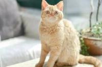 柯尼斯卷毛猫和缅甸猫的介绍 卷毛猫多少钱一只