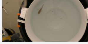 研究发现温暖和浑浊的水域有利于孔雀鱼的捕食者