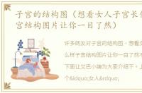 子宫的结构图（想看女人子宫长什么样子宫结构图片让你一目了然）