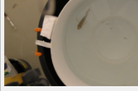 研究发现温暖和浑浊的水域有利于孔雀鱼的捕食者