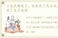 小仓鼠都死了，仓鼠死了怎么办，小仓鼠死了怎么处理