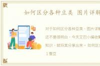 如何区分各种豆类 图片详解