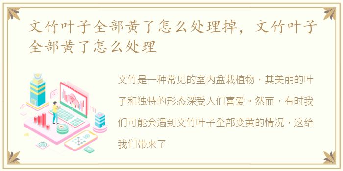 文竹叶子全部黄了怎么处理掉，文竹叶子全部黄了怎么处理