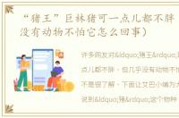 “猪王”巨林猪可一点儿都不胖（但几乎没有动物不怕它怎么回事）