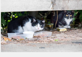 英国家养猫的绝育做法对野生流浪猫的数量有显着影响