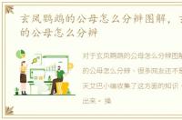 玄凤鹦鹉的公母怎么分辨图解，玄凤鹦鹉的公母怎么分辨
