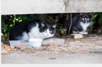 英国家养猫的绝育做法对野生流浪猫的数量有显着影响