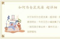 如何为仓鼠洗澡 超详细