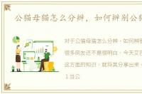 公猫母猫怎么分辨，如何辨别公猫母猫