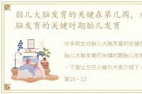 胎儿大脑发育的关键在第几周，看胎儿大脑发育的关键时期胎儿发育