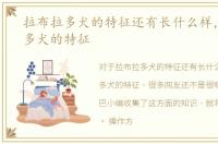 拉布拉多犬的特征还有长什么样，拉布拉多犬的特征