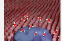 核自旋对生物过程的影响被发现