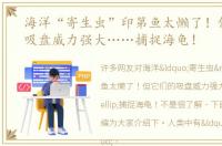 海洋“寄生虫”印第鱼太懒了！但它们的吸盘威力强大……捕捉海龟！