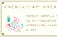 玫红色桃花是什么品种，桃红色玫瑰花语