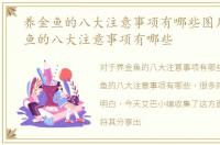 养金鱼的八大注意事项有哪些图片，养金鱼的八大注意事项有哪些