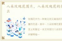 八朵玫瑰花图片，八朵玫瑰花的花语是什么