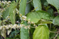 热带植物提取物可能有助于预防肥胖