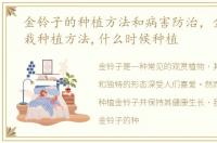 金铃子的种植方法和病害防治，金铃子盆栽种植方法,什么时候种植