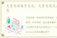 天堂鸟放客厅大忌，天堂鸟花怎么养才开花