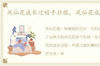 凤仙花成长过程手抄报，凤仙花成长过程