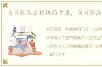 向日葵怎么种植的方法，向日葵怎么种植